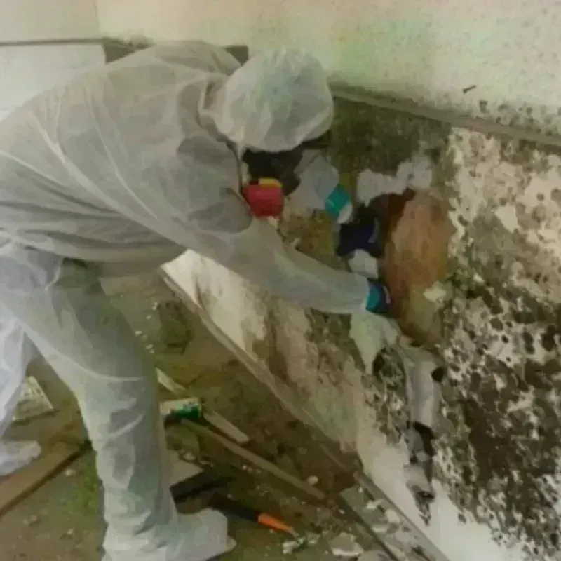 Mold Remediation and Removal in Quebradillas, PR